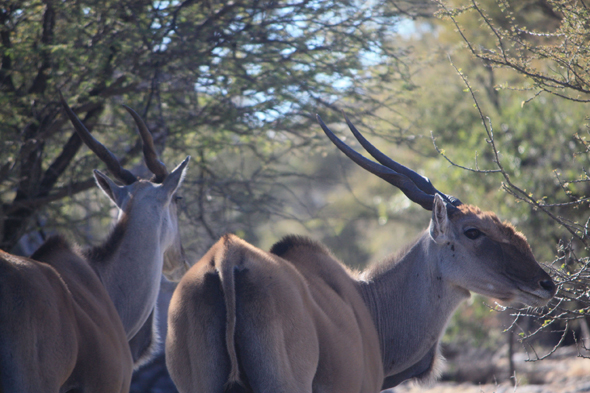 Elands du Cap, Kalahari