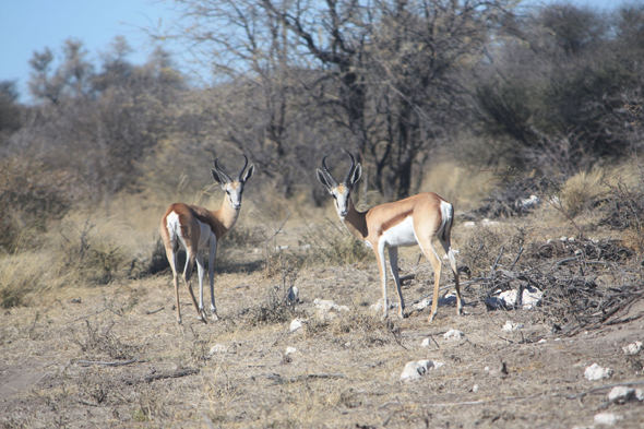Springboks, Kalahari