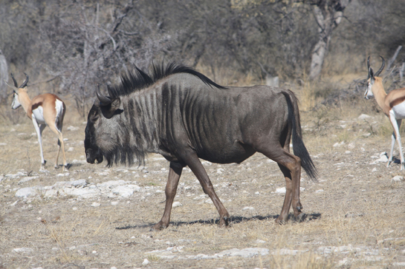 Afrique, gnou, Kalahari