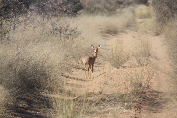 Steenbok, Kalahari, antilope