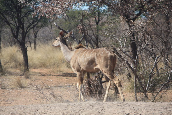Koudou, Kalahari