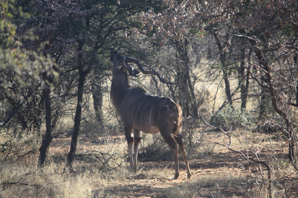 Koudou, Kalahari, Botswana