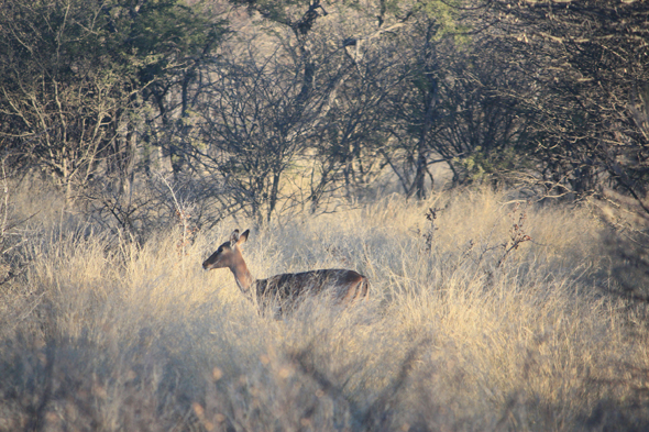 Impala, Kalahari, Botswana