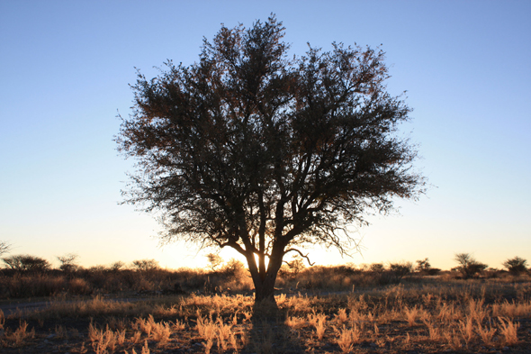 Arbre acacia, Kalahari