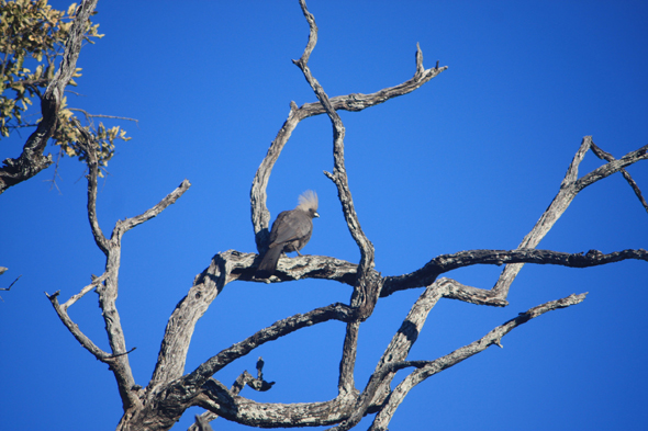Oiseau touraco, Kalahari
