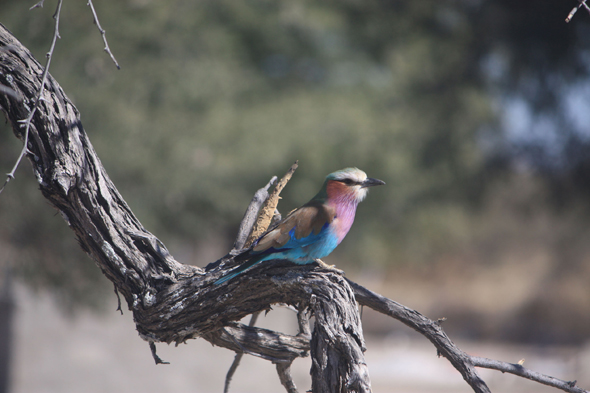 Rollier, Kalahari