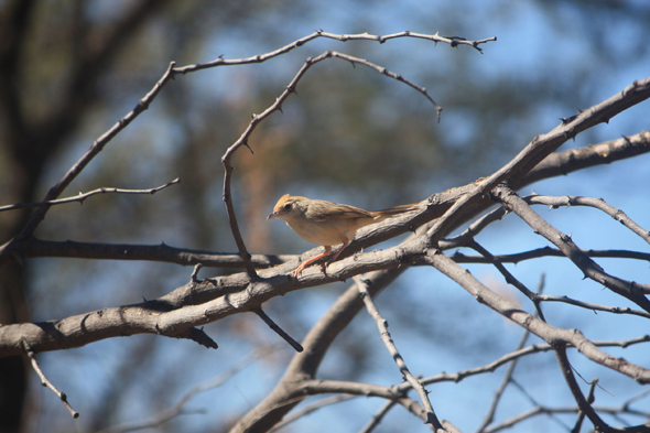 Alouette, Kalahari