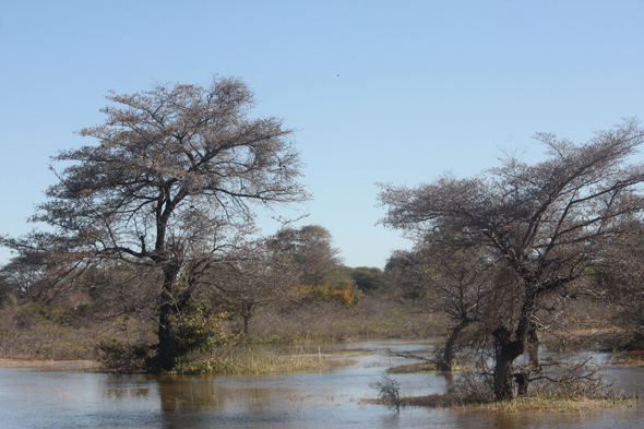 Delta de l'Okavango