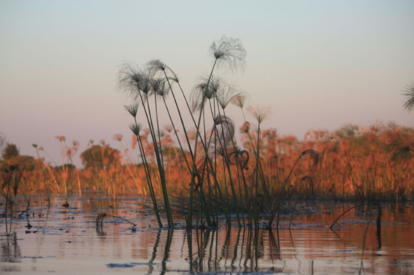 Papyrus, delta de l'Okavango