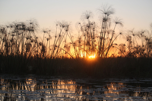 Papyrus, Okavango