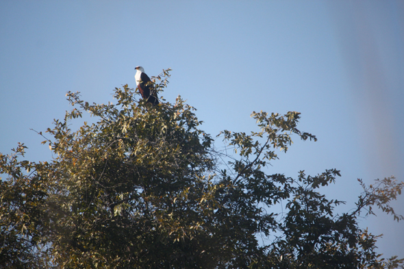 Aigle pêcheur, Okavango