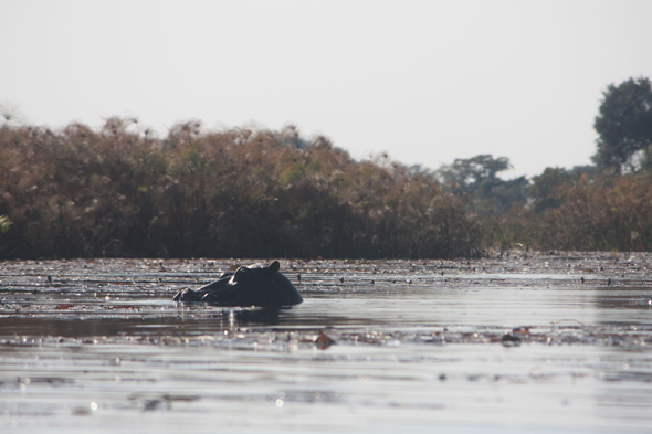 Hippopotame, Okavango