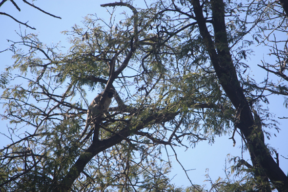 Vervet, Okavango