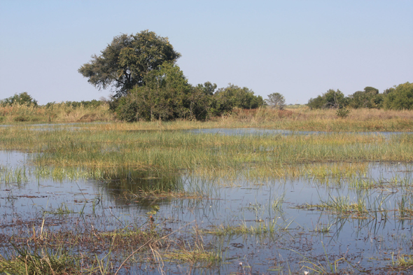 Fleuve Okavango