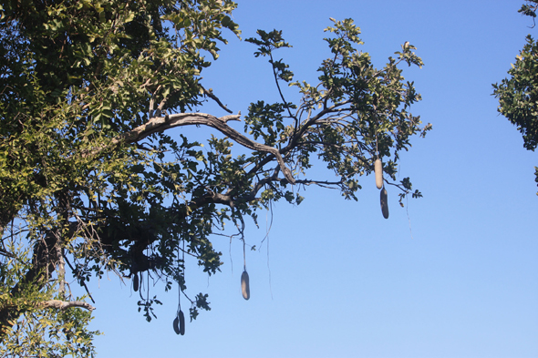 Arbre à saucisses, Okavango