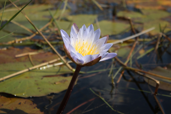Fleur de lotus, Okavango