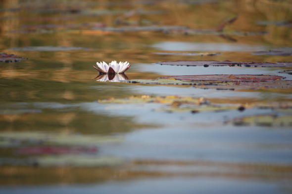 Fleur de lotus, Okavango, Botswana