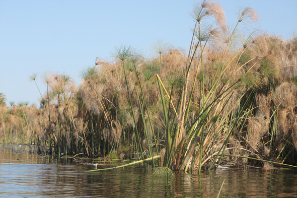 Papyrus, roseaux, Okavango