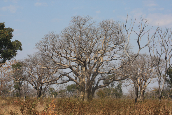 Baobab, Tsodilo Hills