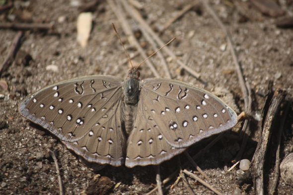 Papillon, Tsodilo Hills