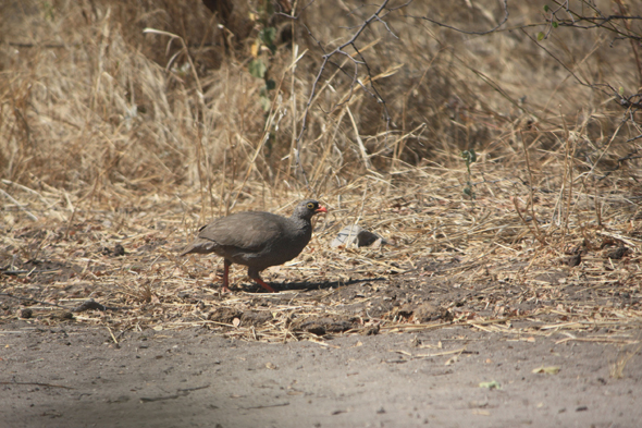 Francolin à bec rouge, Botswana