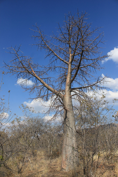 Botswana, baobab, Tsodilo Hills