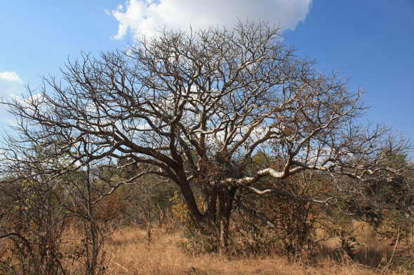 Baobab, Tsodilo Hills, paysage
