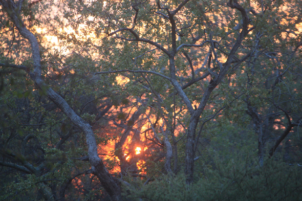 Arbre acacia, Tsodilo Hills, Botswana