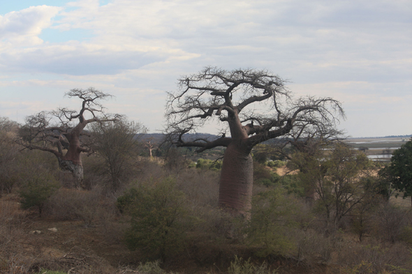 Baobabs, Chobe