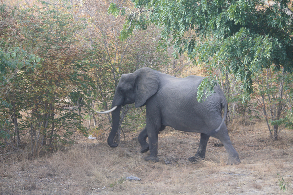 Eléphant, Chobe