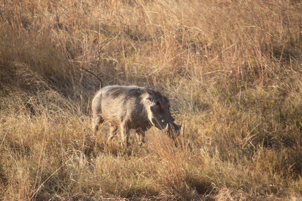 Phacochère, Chobe