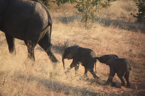Eléphants, parc de Chobe