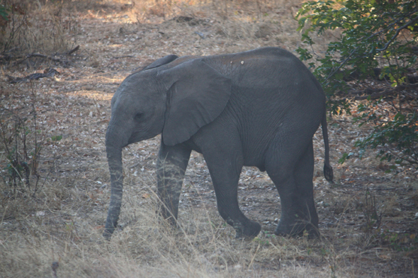 Eléphant, parc de Chobe, Botswana