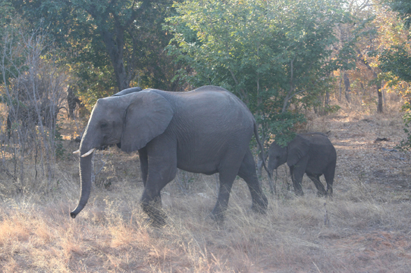 troupeau d'éléphants, Chobe