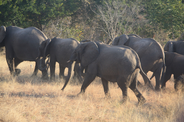 Eléphants au Botswana, Chobe