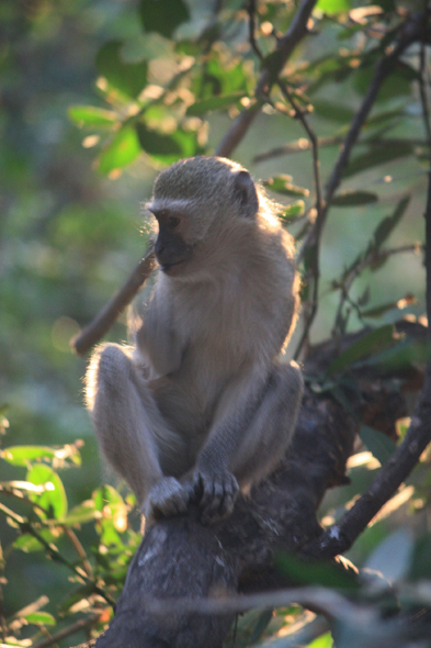 Singes vervet, Chobe