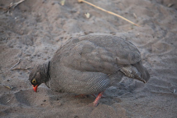 Francolin à bec rouge, Chobe