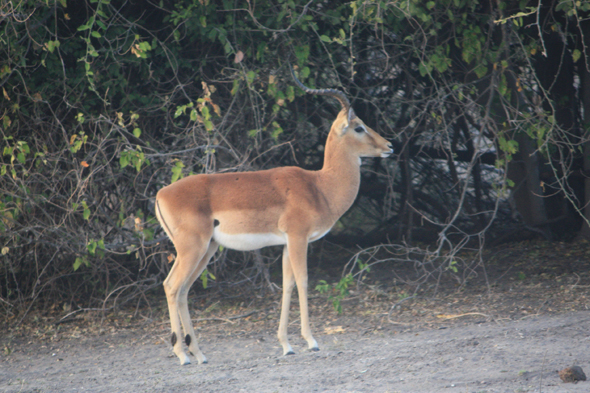 Impala, Chobe, antilope