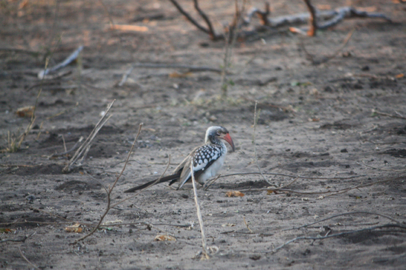 Oiseau calao, Chobe