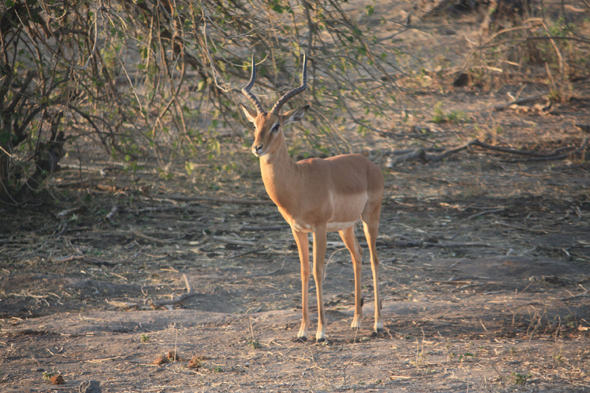 Jeunes impalas, Chobe