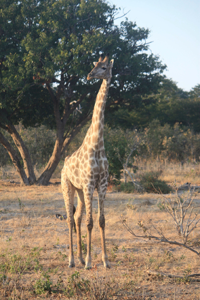 Girafe, Chobe