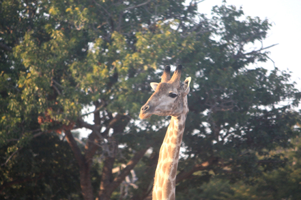 Girafe, Chobe, Botswana