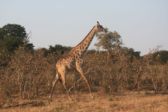 Girafe, parc de Chobe