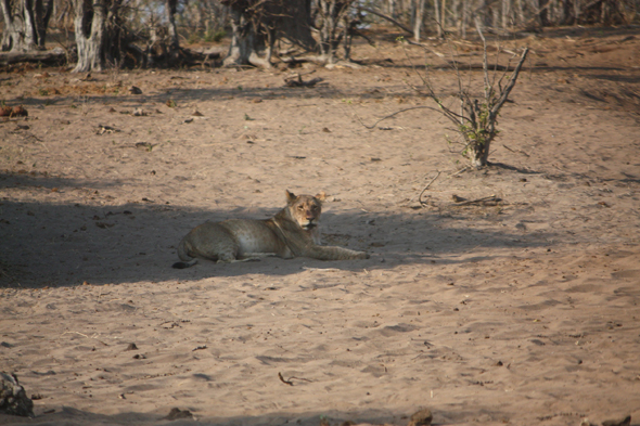Lionne, parc de Chobe