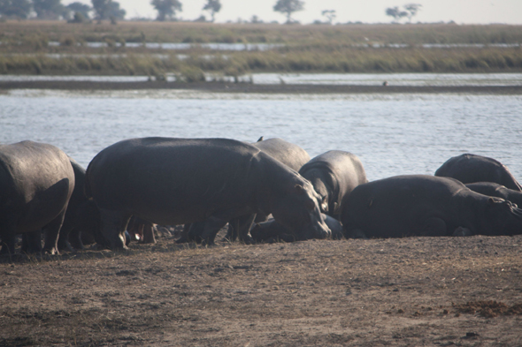 Hippopotames, Chobe
