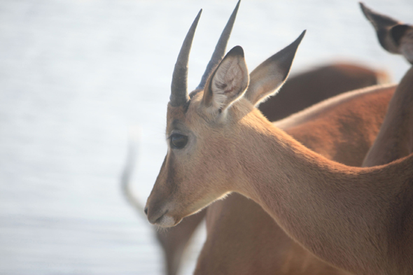 Botswana, impala, parc de Chobe