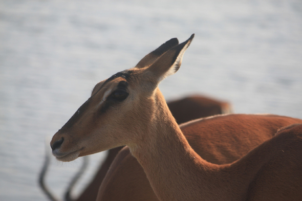 Femelle impala, Chobe