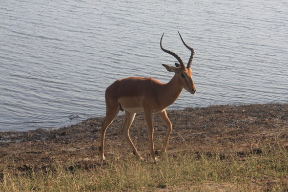 Impala mâle, Chobe