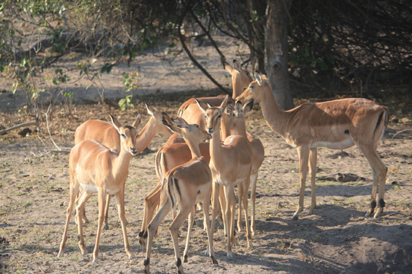 Troupeau d'impala, Chobe