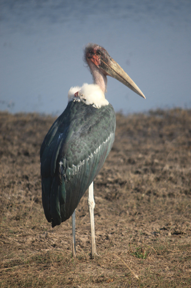 Marabout, Chobe